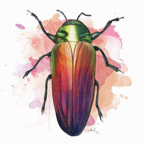 Beetles Canvas Wall Art