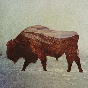 Bison & Buffalos Art Prints