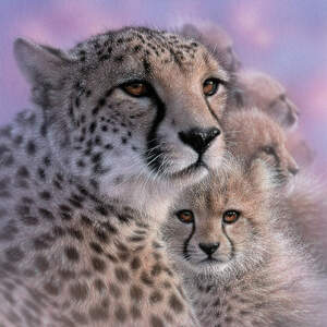 Cheetahs Canvas Prints