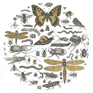 All Insects Canvas Wall Art