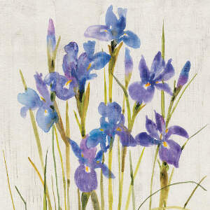 Irises Canvas Wall Art