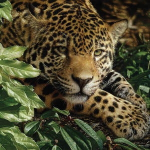 Jaguars Canvas Art Prints