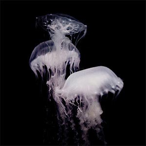 Jellyfish Canvas Art
