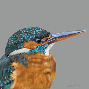 Kingfishers Art Prints