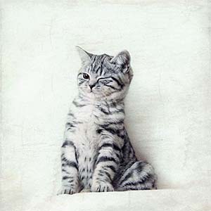 Kittens Canvas Art