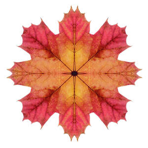 Leaf Close-Ups Canvas Prints