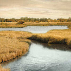 Marshes & Swamps Art Prints