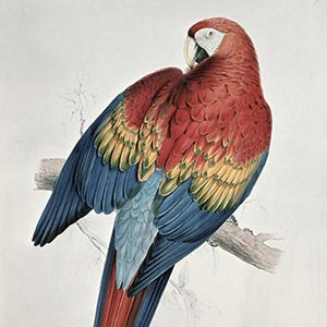 Parrots Canvas Wall Art