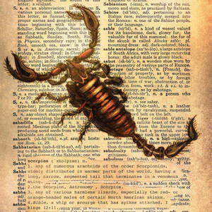 Scorpions Art Prints